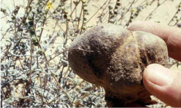 沙漠松露